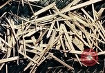 Standbild Reed und Palm Mexiko, 1941, aus Sekunde 20 historischem Filmmaterial Videoclip 65675026505