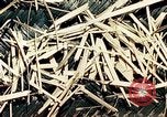 Standbild Reed und Palm Mexiko, 1941, aus Sekunde 21 historischem Filmmaterial Videoclip 65675026505