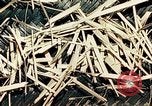 Standbild Reed und Palm Mexiko, 1941, aus Sekunde 22 historischem Filmmaterial Videoclip 65675026505
