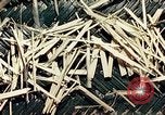 Standbild Reed und Palm Mexiko, 1941, aus Sekunde 23 historischem Filmmaterial Videoclip 65675026505