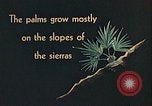 Standbild Reed und Palm Mexiko, 1941, aus Sekunde 29 historischem Filmmaterial Videoclip 65675026505
