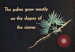 Standbild Reed und Palm Mexiko, 1941, aus Sekunde 30 historischem Filmmaterial Videoclip 65675026505