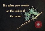 Standbild Reed und Palm Mexiko, 1941, aus Sekunde 31 historischem Filmmaterial Videoclip 65675026505
