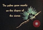 Standbild Reed und Palm Mexiko, 1941, aus Sekunde 32 historischem Filmmaterial Videoclip 65675026505