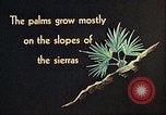 Standbild Reed und Palm Mexiko, 1941, aus Sekunde 33 historischem Filmmaterial Videoclip 65675026505