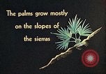 Standbild Reed und Palm Mexiko, 1941, aus Sekunde 34 historischem Filmmaterial Videoclip 65675026505