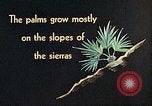 Standbild Reed und Palm Mexiko, 1941, aus Sekunde 35 historischem Filmmaterial Videoclip 65675026505