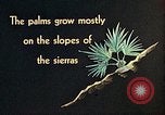Standbild Reed und Palm Mexiko, 1941, aus Sekunde 37 historischem Filmmaterial Videoclip 65675026505