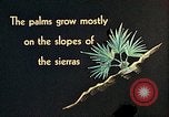 Standbild Reed und Palm Mexiko, 1941, aus Sekunde 38 historischem Filmmaterial Videoclip 65675026505