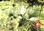 Standbild Reed und Palm Mexiko, 1941, aus Sekunde 40 historischem Filmmaterial Videoclip 65675026505
