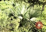 Standbild Reed und Palm Mexiko, 1941, aus Sekunde 41 historischem Filmmaterial Videoclip 65675026505