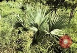 Standbild Reed und Palm Mexiko, 1941, aus Sekunde 42 historischem Filmmaterial Videoclip 65675026505
