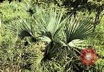 Standbild Reed und Palm Mexiko, 1941, aus Sekunde 43 historischem Filmmaterial Videoclip 65675026505