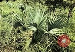 Standbild Reed und Palm Mexiko, 1941, aus Sekunde 44 historischem Filmmaterial Videoclip 65675026505