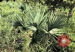 Standbild Reed und Palm Mexiko, 1941, aus Sekunde 45 historischem Filmmaterial Videoclip 65675026505