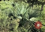 Standbild Reed und Palm Mexiko, 1941, aus Sekunde 46 historischem Filmmaterial Videoclip 65675026505