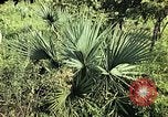 Standbild Reed und Palm Mexiko, 1941, aus Sekunde 47 historischem Filmmaterial Videoclip 65675026505
