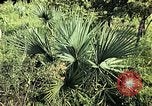 Standbild Reed und Palm Mexiko, 1941, aus Sekunde 48 historischem Filmmaterial Videoclip 65675026505