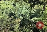 Standbild Reed und Palm Mexiko, 1941, aus Sekunde 49 historischem Filmmaterial Videoclip 65675026505