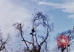 Image of U.S. Fighter bombers and Army helicopters in action during Operation J Vietnam, 1968, second 60 stock footage video 65675026532