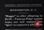 Image polar chienne canin Washington DC USA, 1931, de la seconde 1 séquences d'archives historiques vidéo 65675026602