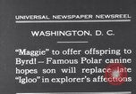 Image polar chienne canin Washington DC USA, 1931, de la seconde 3 séquences d'archives historiques vidéo 65675026602