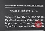Image polar chienne canin Washington DC USA, 1931, de la seconde 4 séquences d'archives historiques vidéo 65675026602