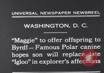 Image polar chienne canin Washington DC USA, 1931, de la seconde 5 séquences d'archives historiques vidéo 65675026602