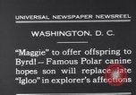 Image polar chienne canin Washington DC USA, 1931, de la seconde 6 séquences d'archives historiques vidéo 65675026602