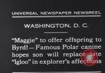 Image polar chienne canin Washington DC USA, 1931, de la seconde 8 séquences d'archives historiques vidéo 65675026602