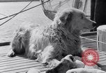 Image polar chienne canin Washington DC USA, 1931, de la seconde 9 séquences d'archives historiques vidéo 65675026602