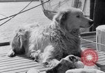 Image polar chienne canin Washington DC USA, 1931, de la seconde 10 séquences d'archives historiques vidéo 65675026602