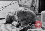 Image polar chienne canin Washington DC USA, 1931, de la seconde 11 séquences d'archives historiques vidéo 65675026602
