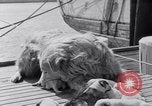 Image polar chienne canin Washington DC USA, 1931, de la seconde 12 séquences d'archives historiques vidéo 65675026602
