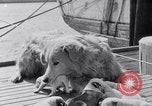 Image polar chienne canin Washington DC USA, 1931, de la seconde 13 séquences d'archives historiques vidéo 65675026602