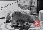 Image polar chienne canin Washington DC USA, 1931, de la seconde 14 séquences d'archives historiques vidéo 65675026602