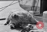 Image polar chienne canin Washington DC USA, 1931, de la seconde 15 séquences d'archives historiques vidéo 65675026602