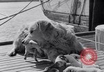 Image polar chienne canin Washington DC USA, 1931, de la seconde 16 séquences d'archives historiques vidéo 65675026602
