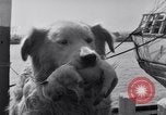 Image polar chienne canin Washington DC USA, 1931, de la seconde 17 séquences d'archives historiques vidéo 65675026602