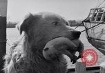 Image polar chienne canin Washington DC USA, 1931, de la seconde 18 séquences d'archives historiques vidéo 65675026602