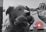 Image polar chienne canin Washington DC USA, 1931, de la seconde 19 séquences d'archives historiques vidéo 65675026602