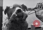 Image polar chienne canin Washington DC USA, 1931, de la seconde 20 séquences d'archives historiques vidéo 65675026602