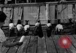 Image polar chienne canin Washington DC USA, 1931, de la seconde 21 séquences d'archives historiques vidéo 65675026602