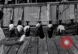 Image polar chienne canin Washington DC USA, 1931, de la seconde 23 séquences d'archives historiques vidéo 65675026602