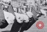 Image polar chienne canin Washington DC USA, 1931, de la seconde 25 séquences d'archives historiques vidéo 65675026602
