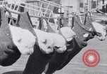 Image polar chienne canin Washington DC USA, 1931, de la seconde 26 séquences d'archives historiques vidéo 65675026602