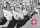 Image polar chienne canin Washington DC USA, 1931, de la seconde 27 séquences d'archives historiques vidéo 65675026602