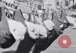 Image polar chienne canin Washington DC USA, 1931, de la seconde 28 séquences d'archives historiques vidéo 65675026602