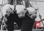 Image polar chienne canin Washington DC USA, 1931, de la seconde 29 séquences d'archives historiques vidéo 65675026602