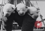 Image polar chienne canin Washington DC USA, 1931, de la seconde 30 séquences d'archives historiques vidéo 65675026602